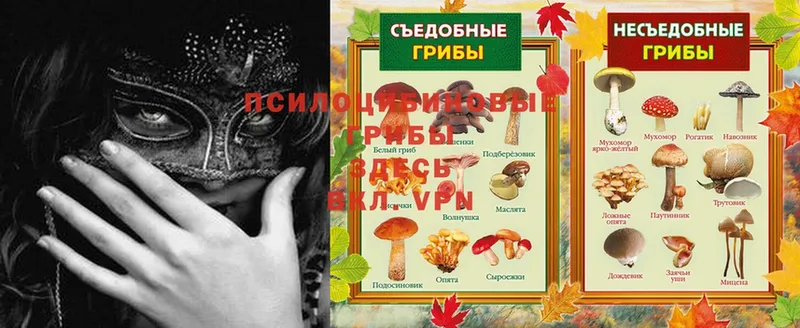 где купить наркоту  Кодинск  Галлюциногенные грибы Magic Shrooms 